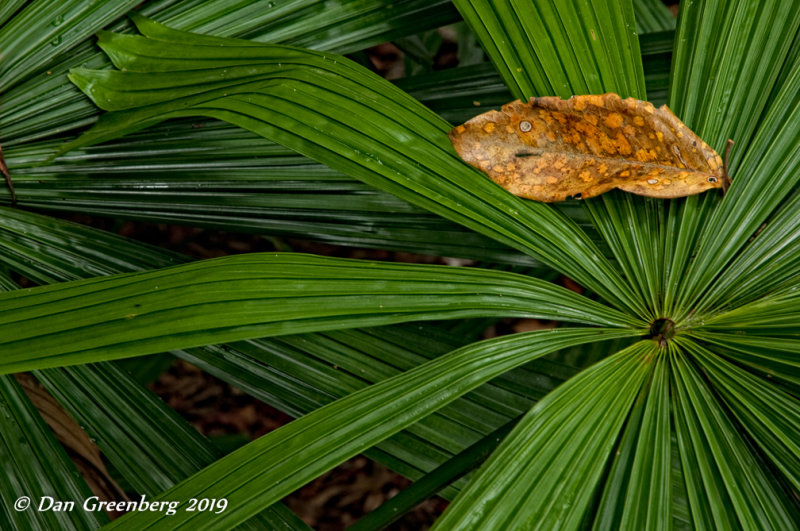 Dead Leaf on a Fan Palm Leaf