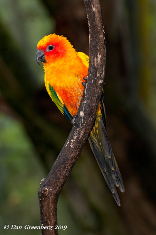 Golden Conure