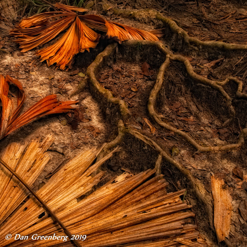 Composition in Dead Fan Palm Leaves