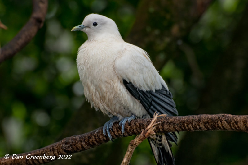 Pied Imperial Pigeon