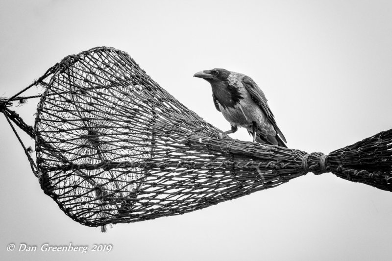 Hooded Crow with a Fishing Net