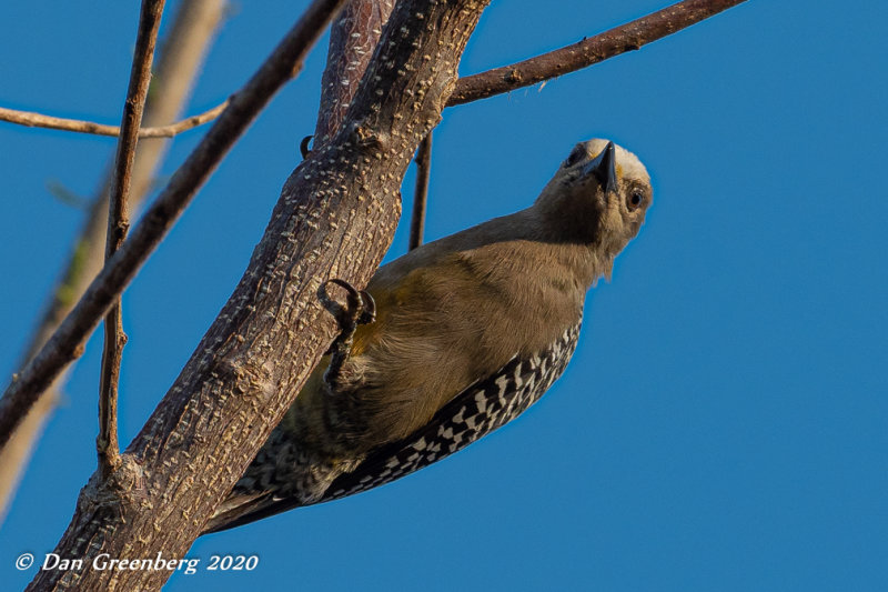 Red-crowned Woodpecker (female)