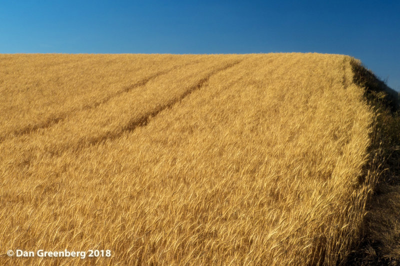 Endless Waves of Wheat