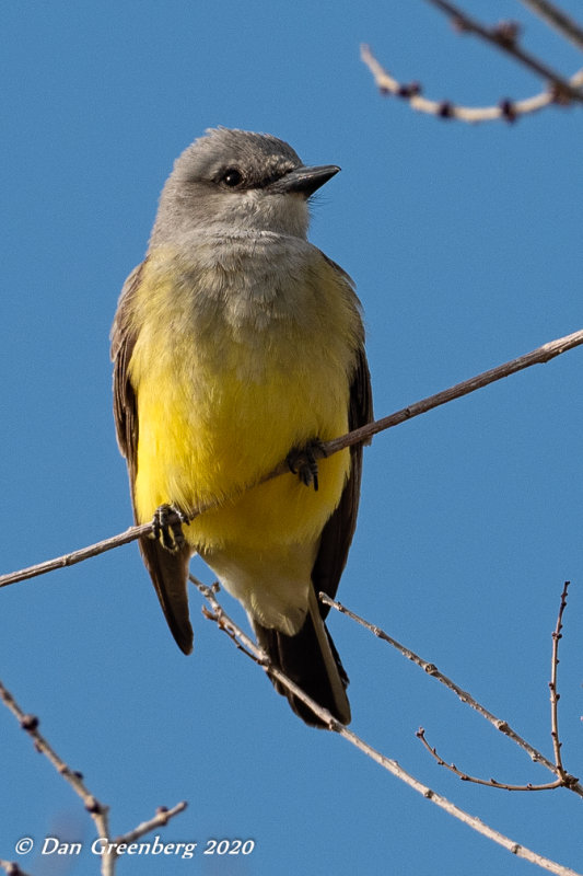 Western Kingbird