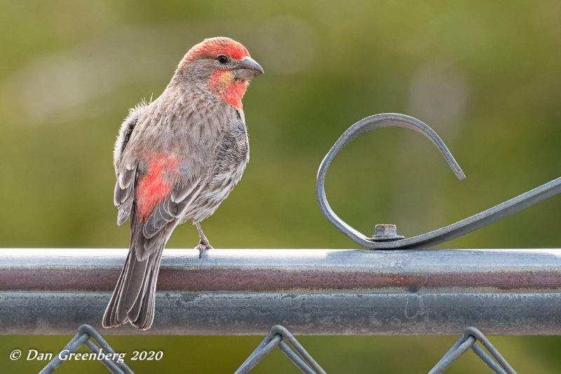 House Finch