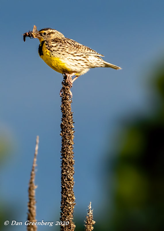 Western Meadowlark