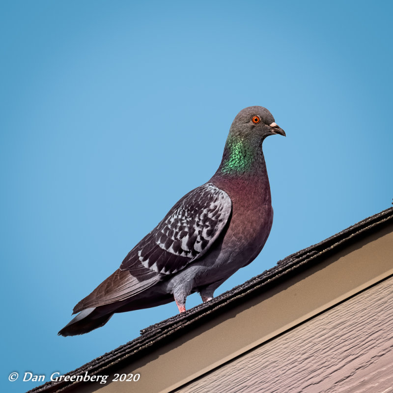 Rock Dove 