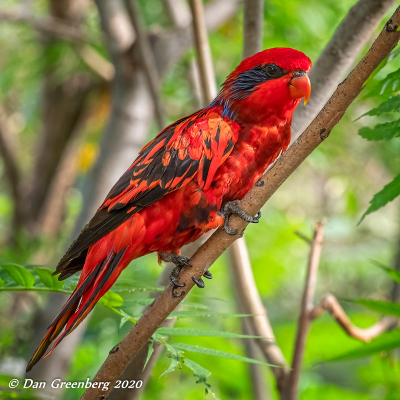 Blue-streaked Lory