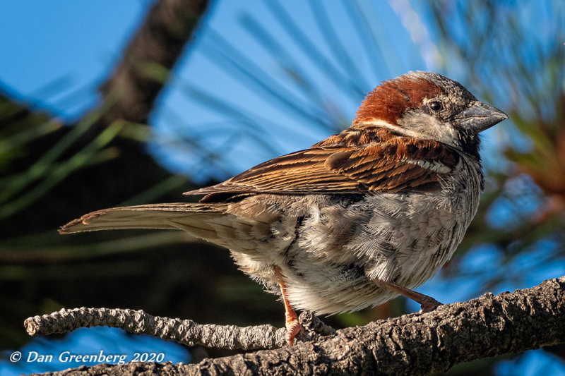 House Sparrow