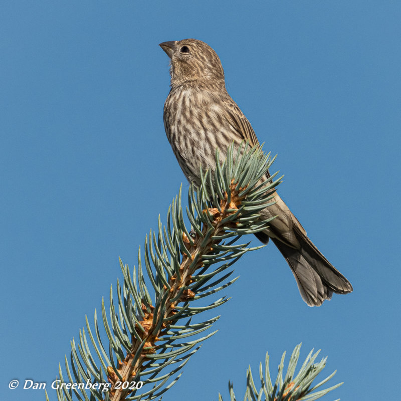 House Finch (Female)