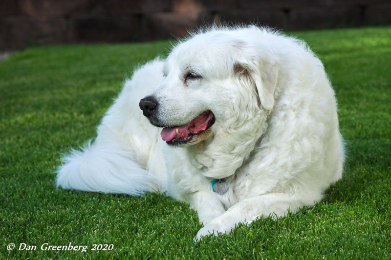 Enjoying the Back Yard