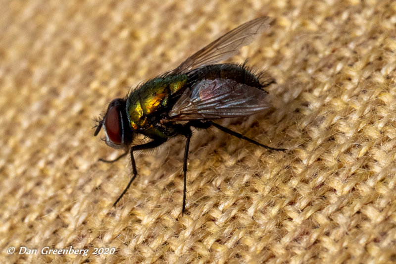 My First Fly Picture