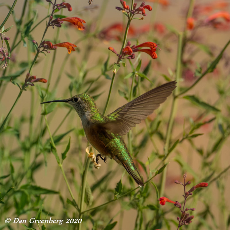 Broad-tailed Hummingbird (female)