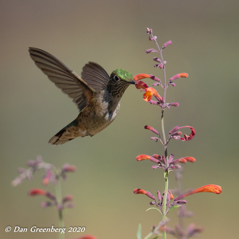 Broad-tailed Hummingbird (female)