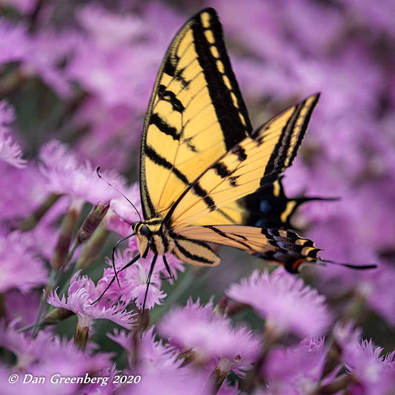 Western Tiger Swallowtail (Papilio rutulus)