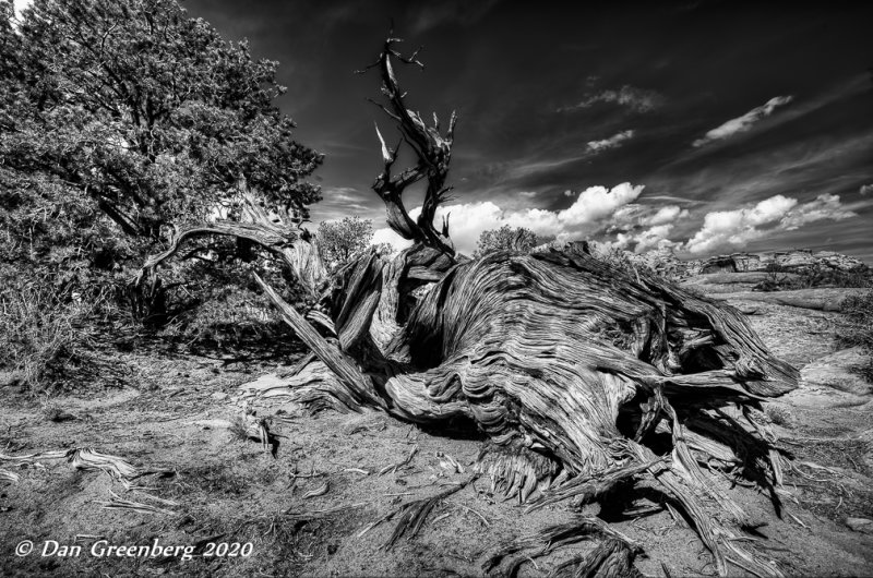 Twisted and Gnarled