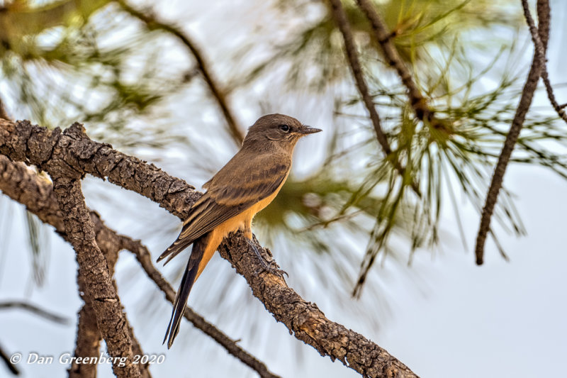 Say's Phoebe