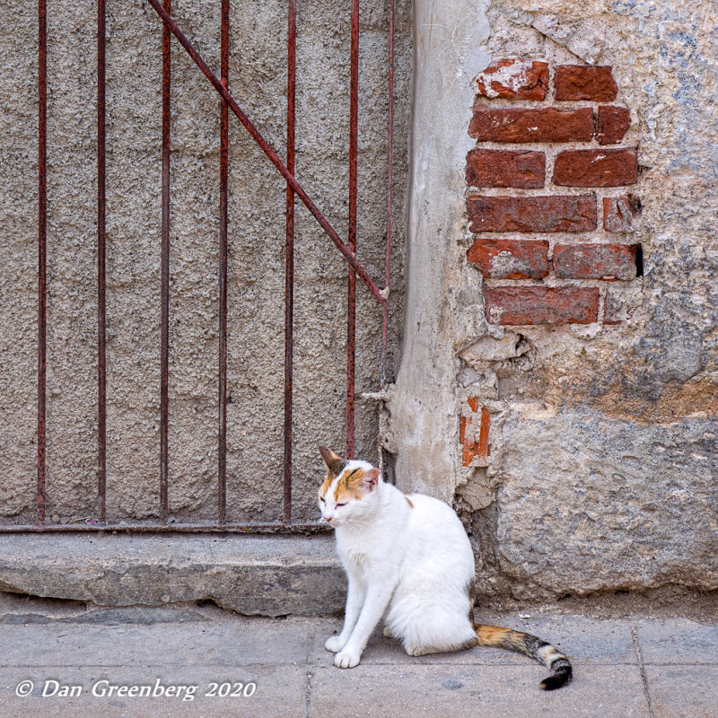 An Elegant Cat and Old Doorway