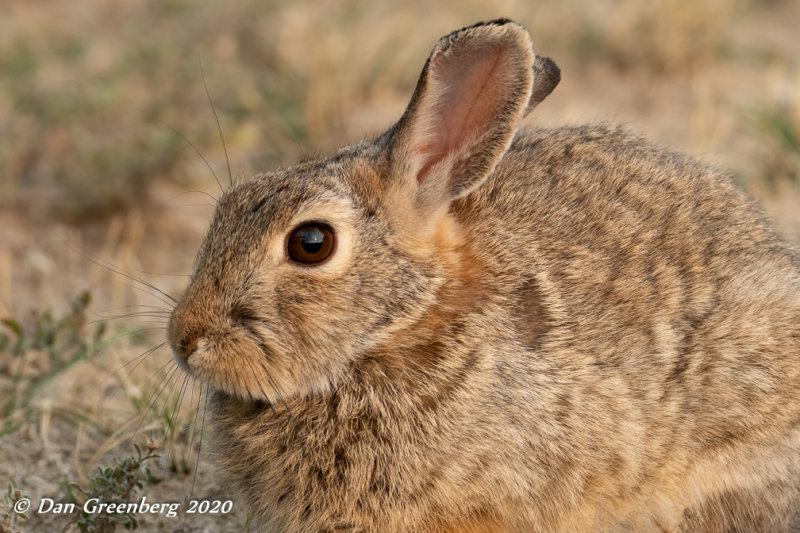 A Field Bunny