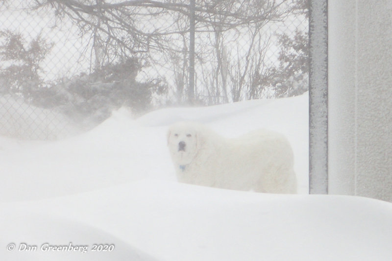 Whiteout