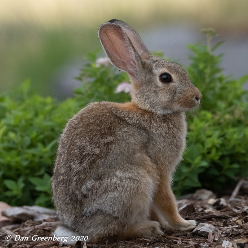 A Garden Bunny