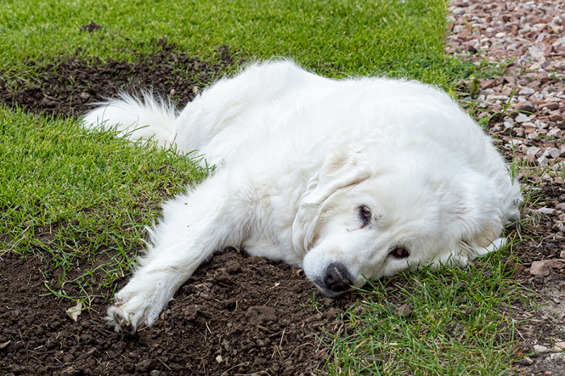 Resting After Hole Digging