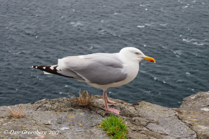 Roadside Gull