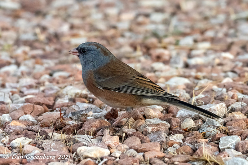 Dark-eyed Junco (Pink-sided)