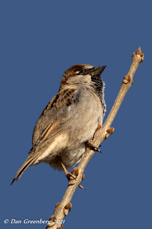 House Sparrow