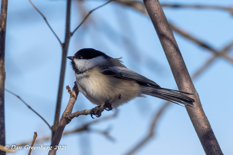 Black-capped Chickadee