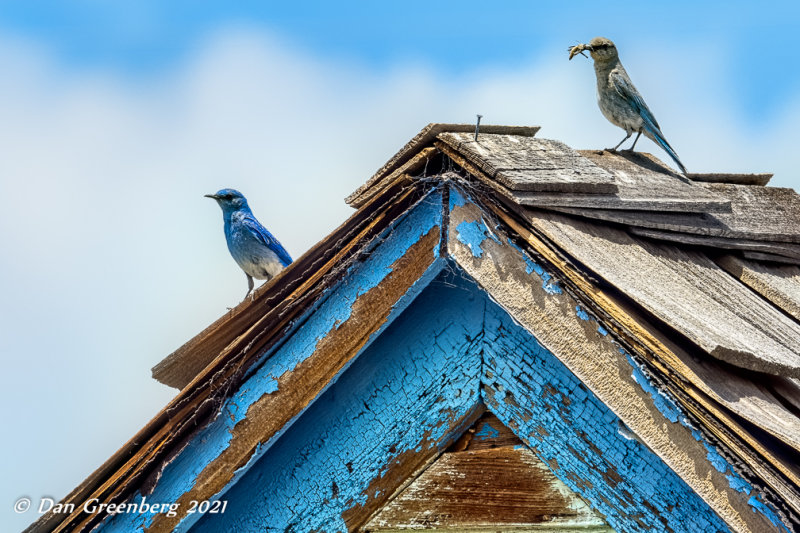 Mr. and Mrs. Mountain Bluebirds