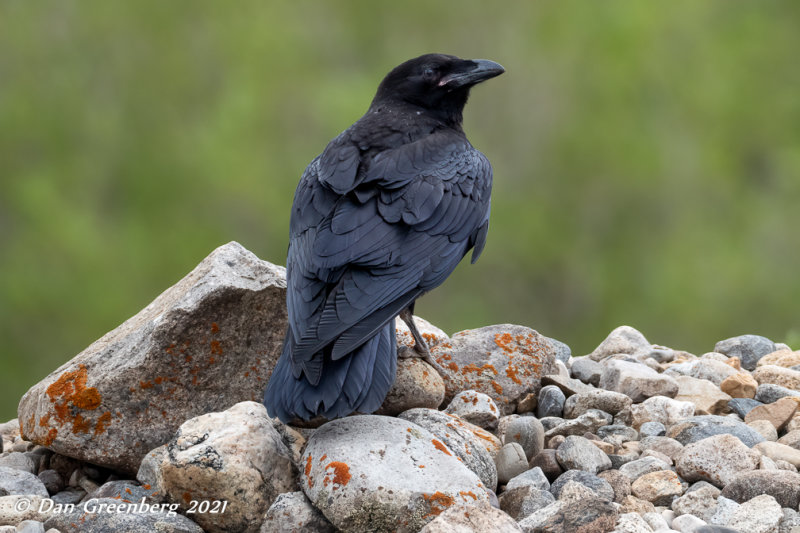 American Crow