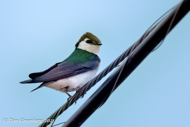 Violet-green Swallow