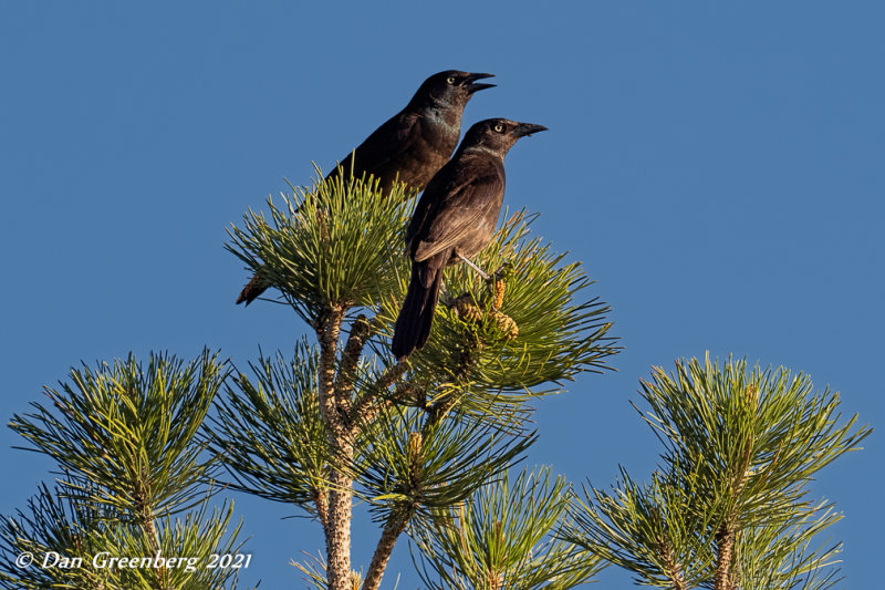 A Grackle Couple