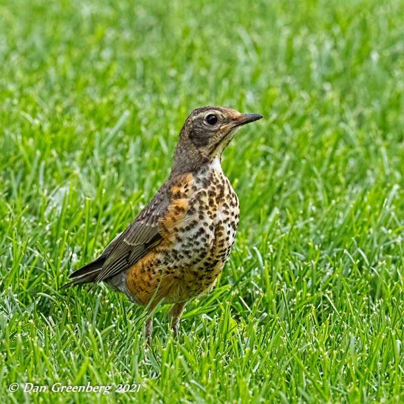 Juvenile Robin