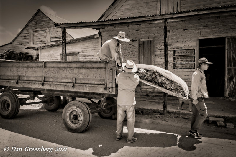 Unloading Tobacco Leaves