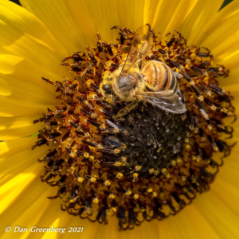 Bumblebee Grazing