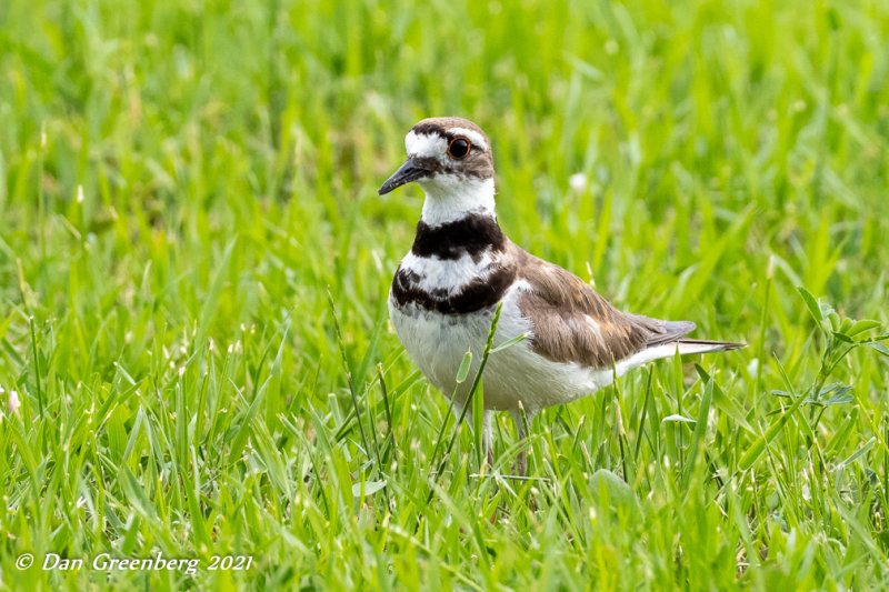 Kildeer