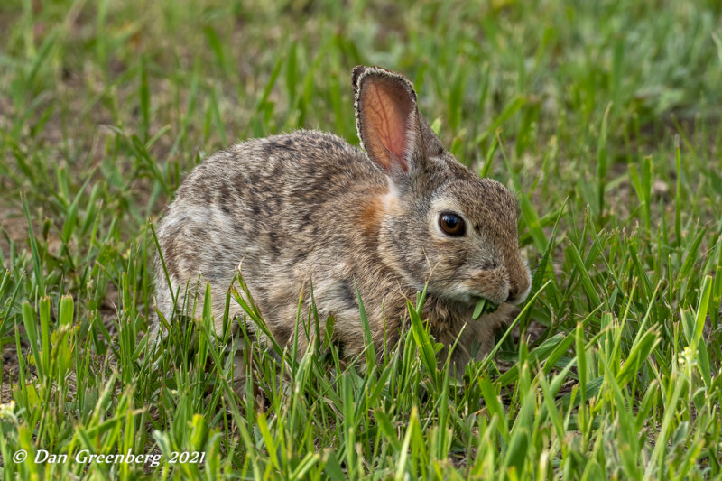 This Grass is Delicious