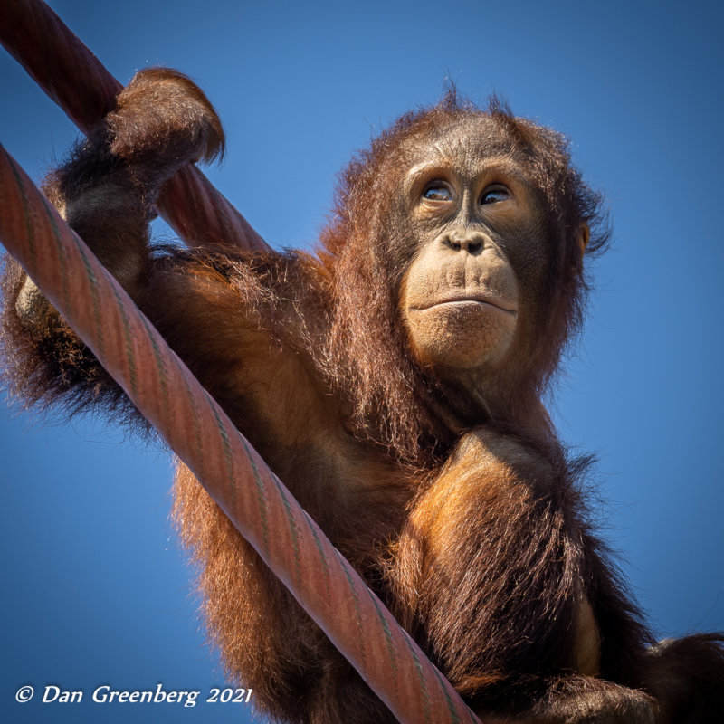 Juvenile Orangutan