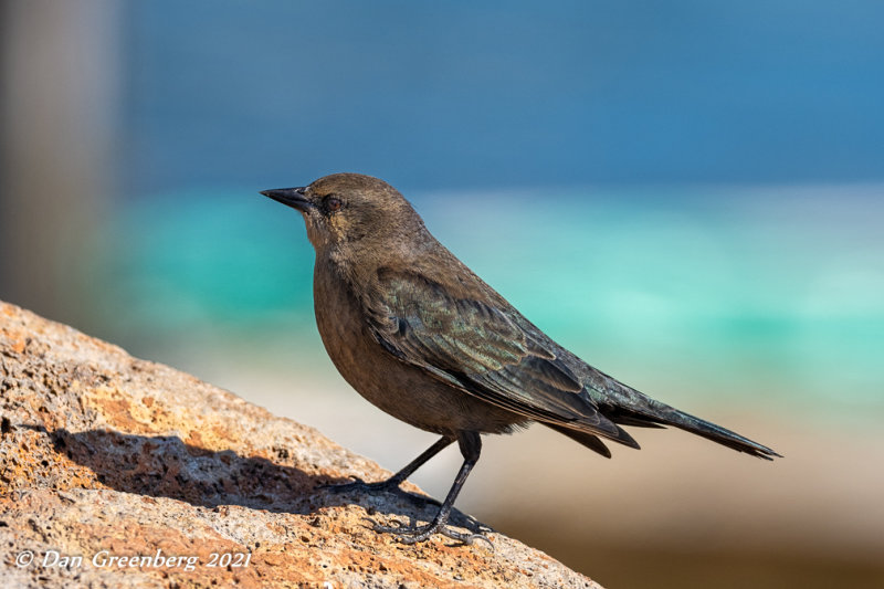 Brewer's Blackbird (Female)
