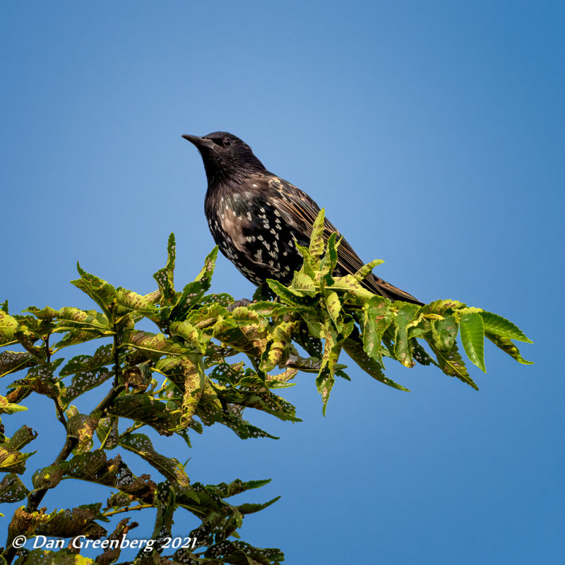 European Starling