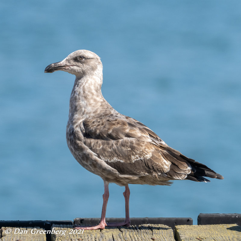 Ring-billed Gull