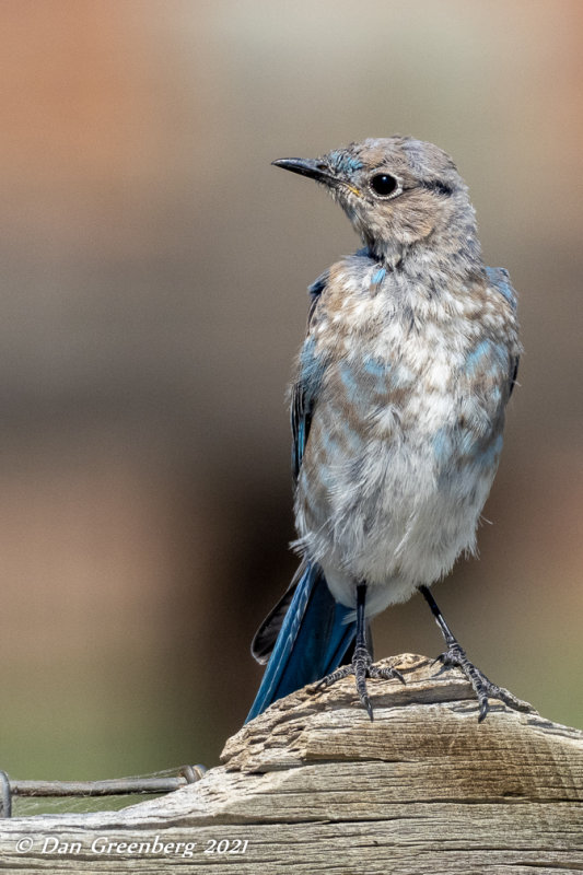 Mountain Bluebird (juvenile)