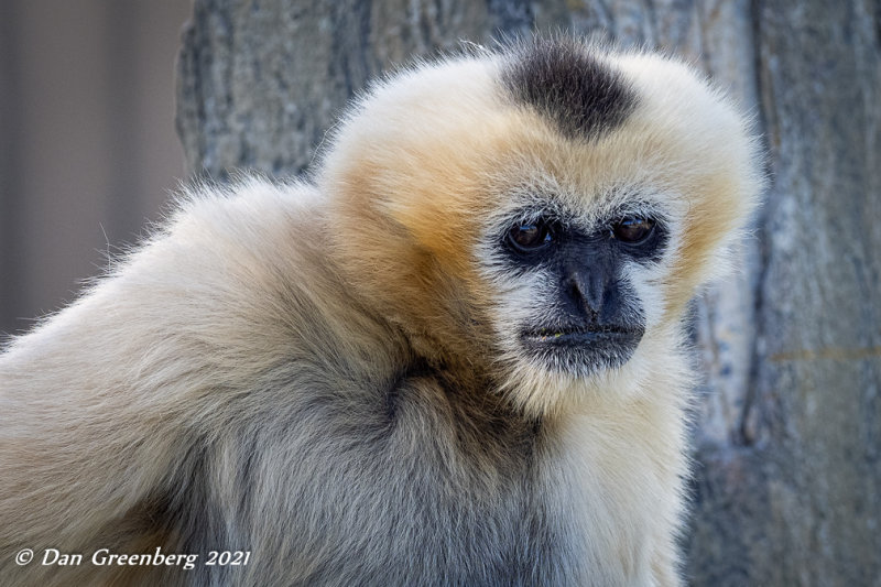 Northern White-cheeked Gibbon (female)
