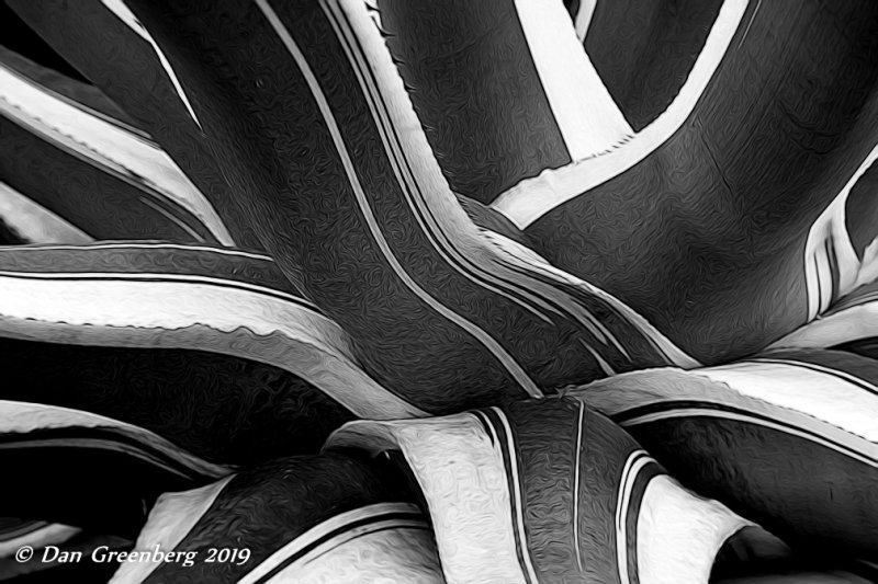 Agave Abstract