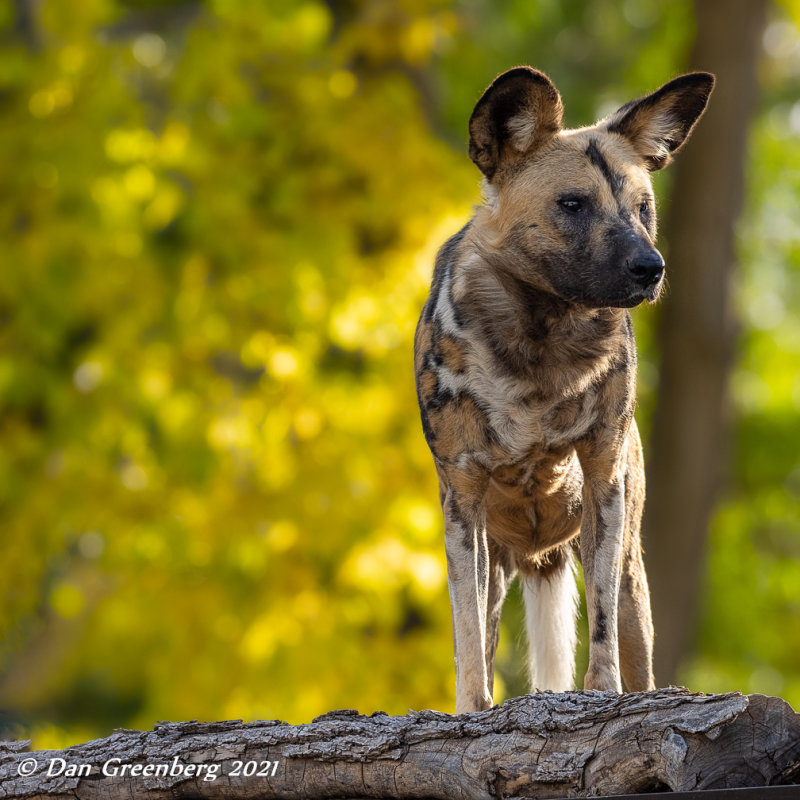 African Wild Dog