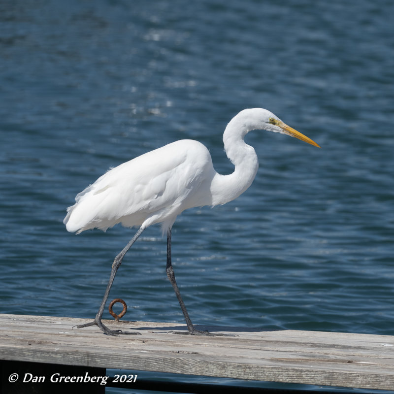 An Egret Out for a Stroll