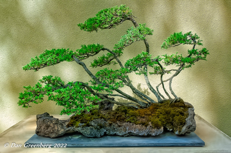 Bonsai Fantasy #7