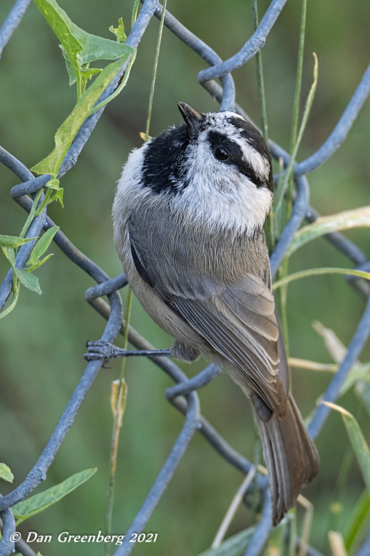 Mountain Chickadee